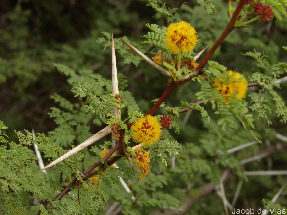 Vachellia eburnea (L.f.) P.J.H.Hurter & Mabb.